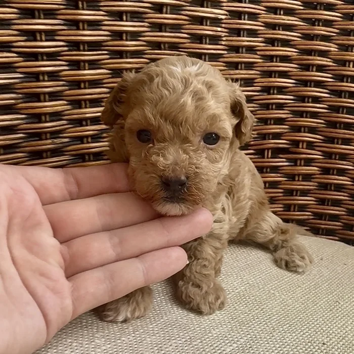 Мальтипу фото 1