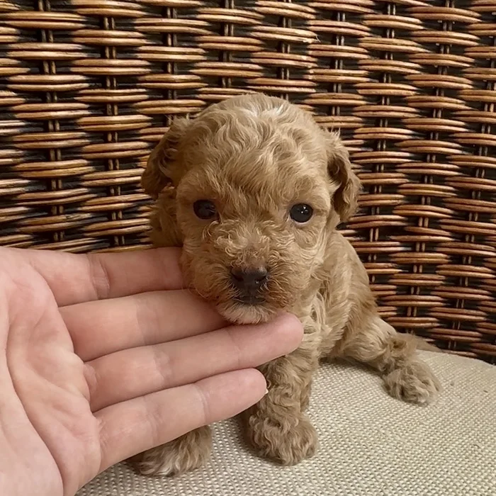 Мальтипу фото 1