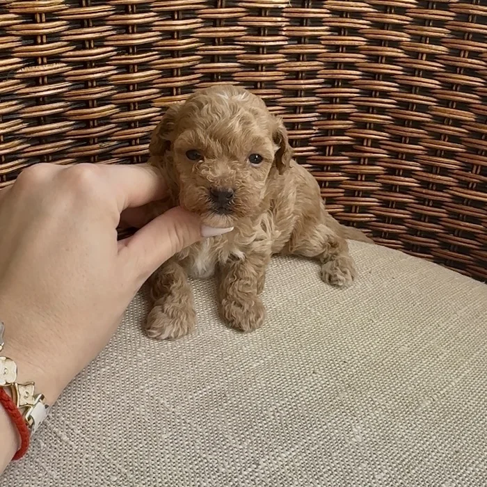 Мальтипу фото 1