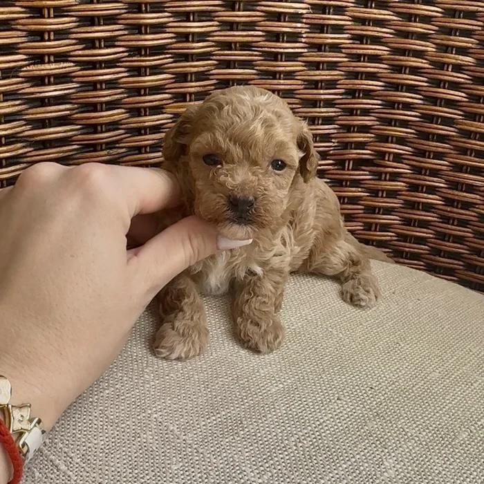 Мальтипу фото 1