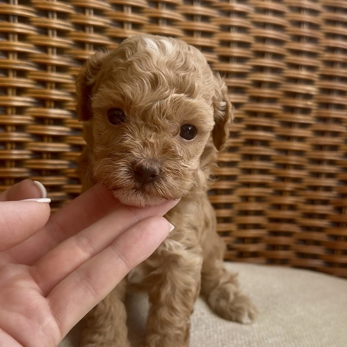 Мальтипу фото 1