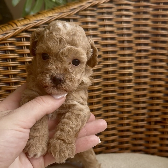 Мальтипу фото 1