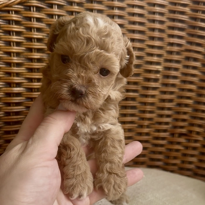 Мальтипу фото 1