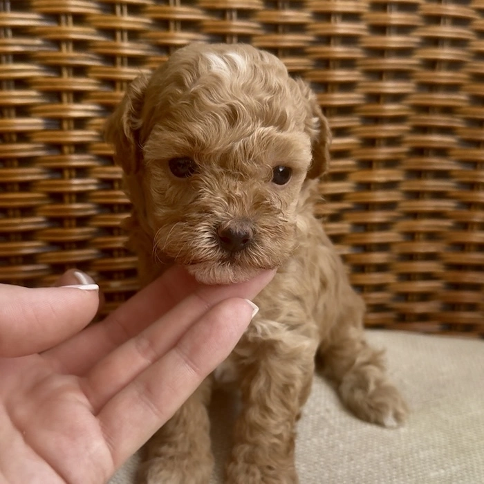 Мальтипу фото 1