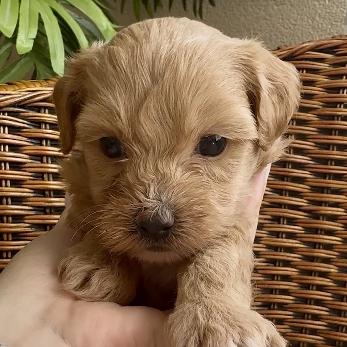 Мальтипу фото 1