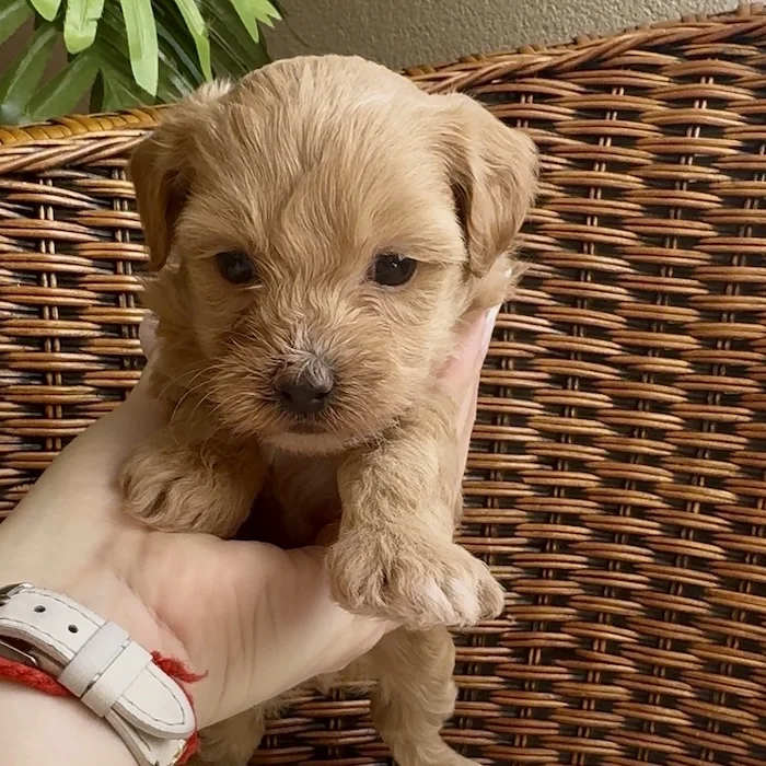 Мальтипу фото 1