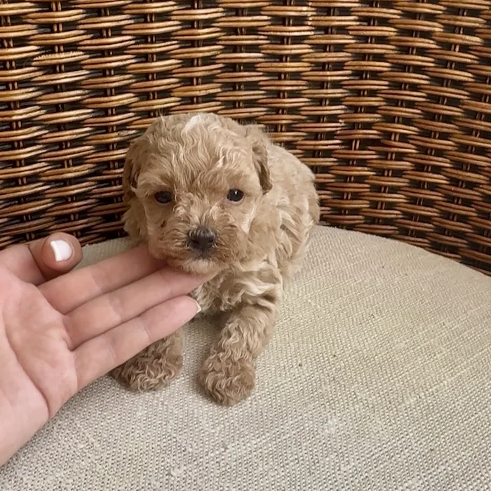 Мальтипу фото 1