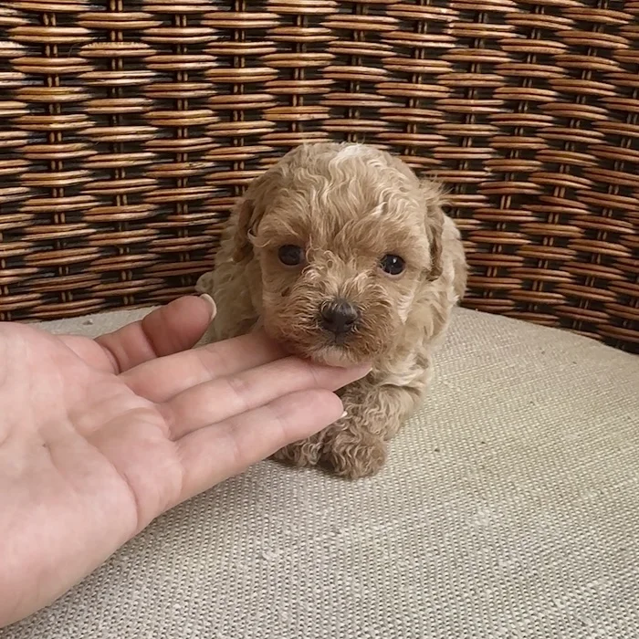 Мальтипу фото 1