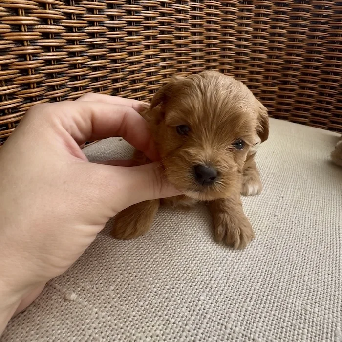 Мальтипу фото 1