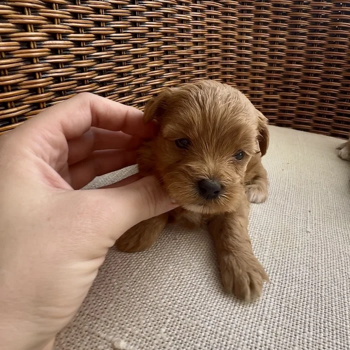 Мальтипу фото 1