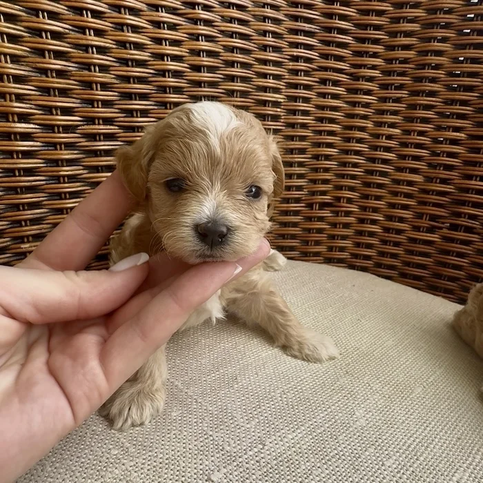 Мальтипу фото 1