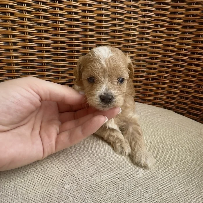 Мальтипу фото 1