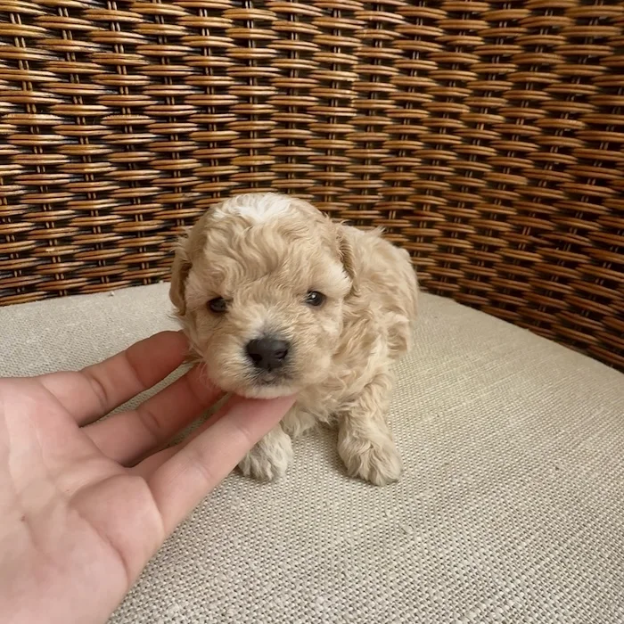 Мальтипу фото 1