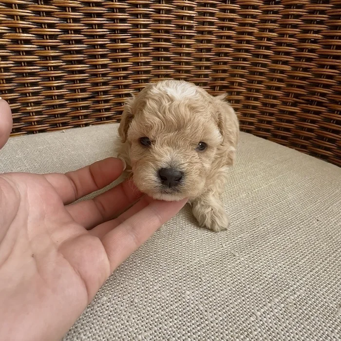 Мальтипу фото 1