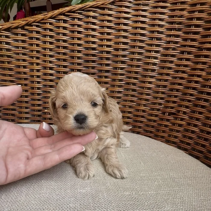 Мальтипу фото 1