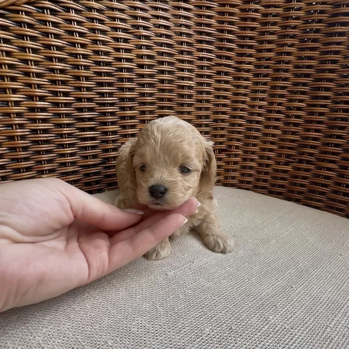 Мальтипу фото 1